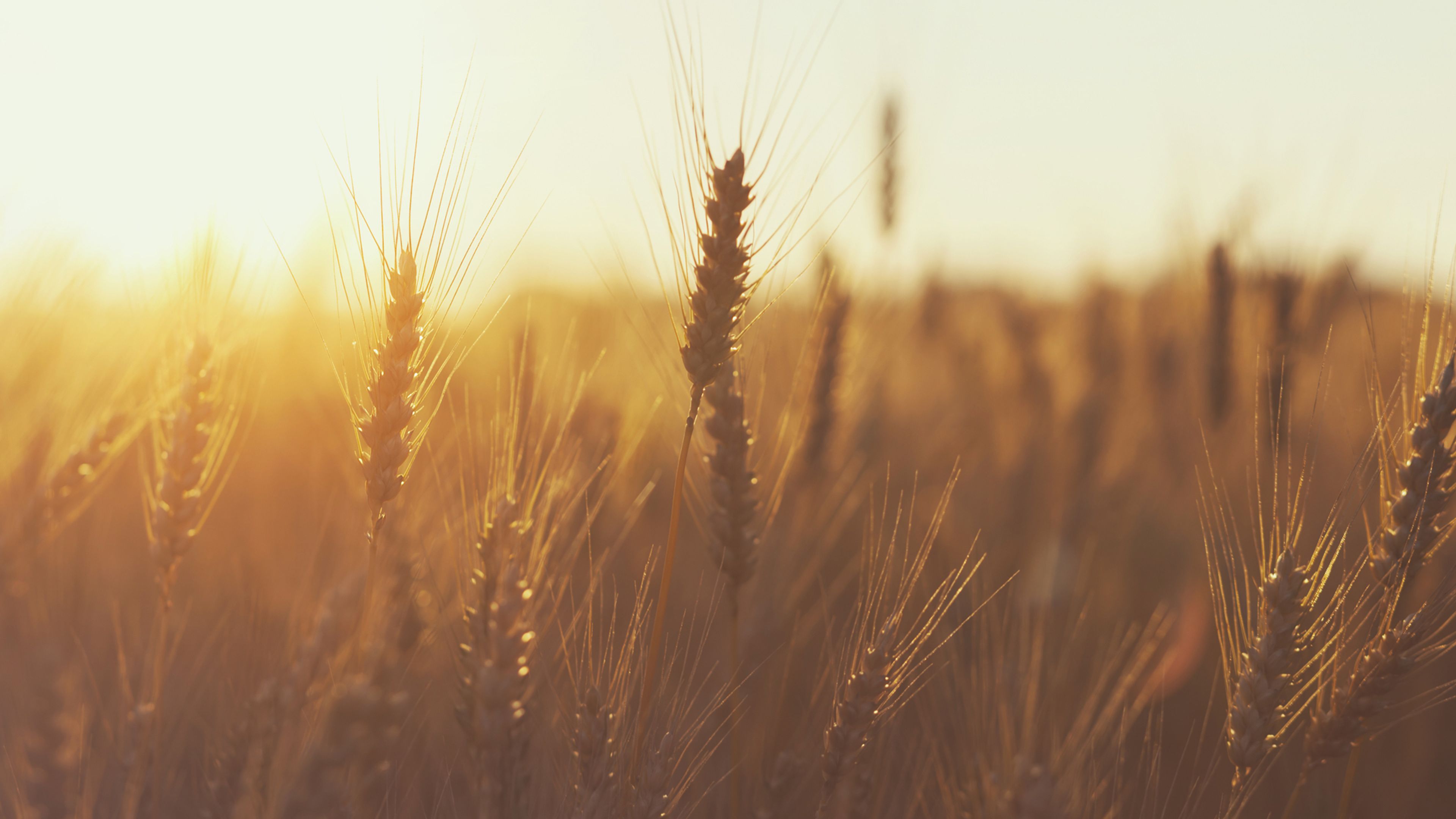 Wheat field at sunset