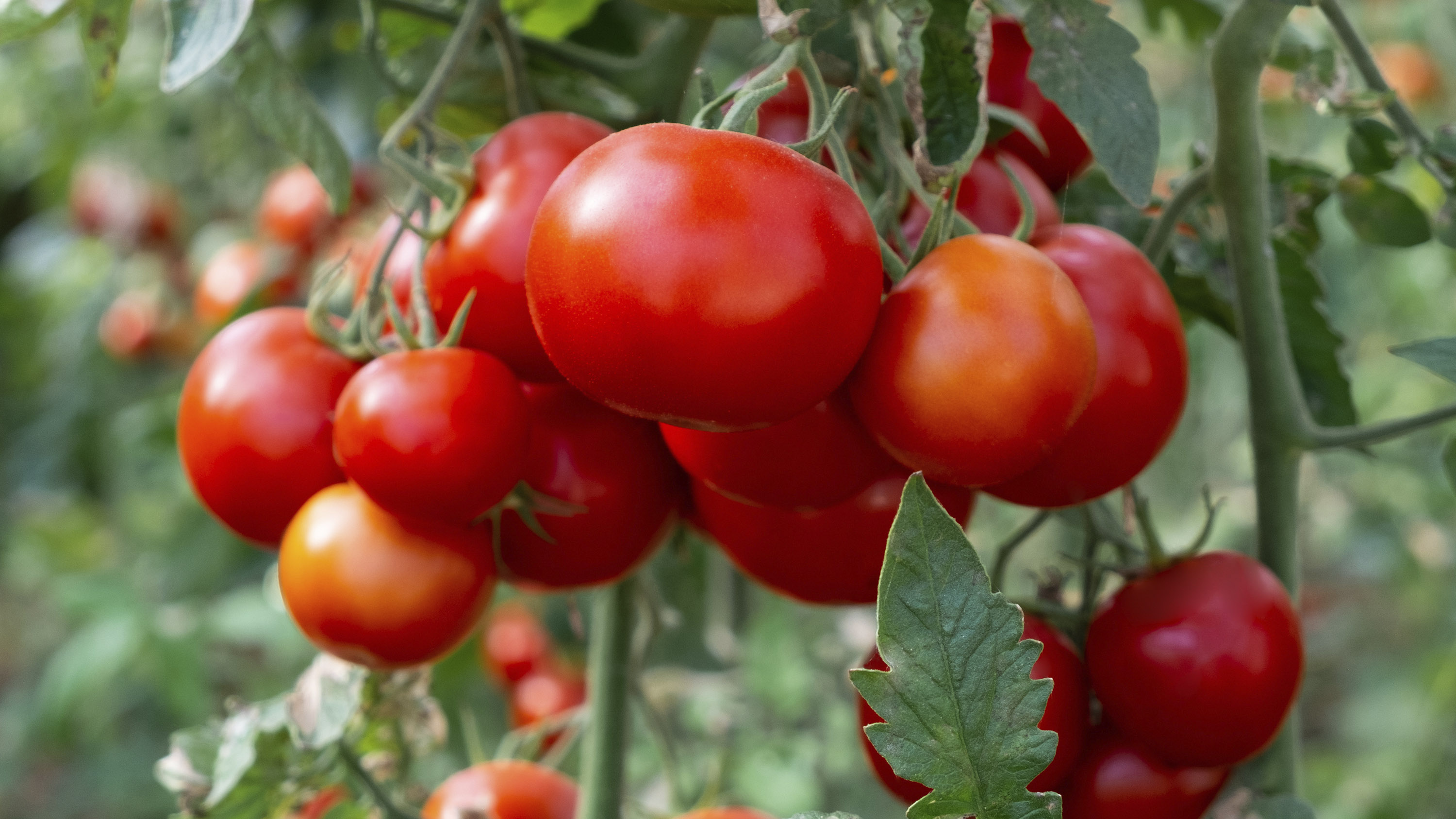 Ripe red tomatoes growing on a vine