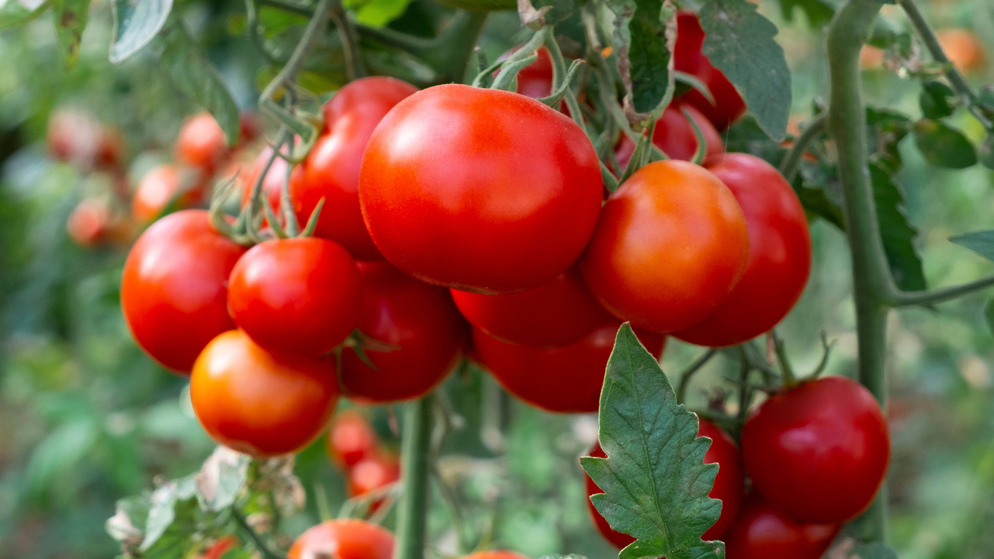 Ripe red tomatoes growing on a vine