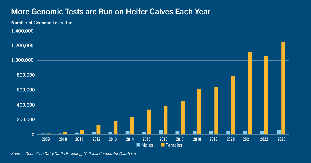 Chart of more genomic tests are run on heifer calves each year