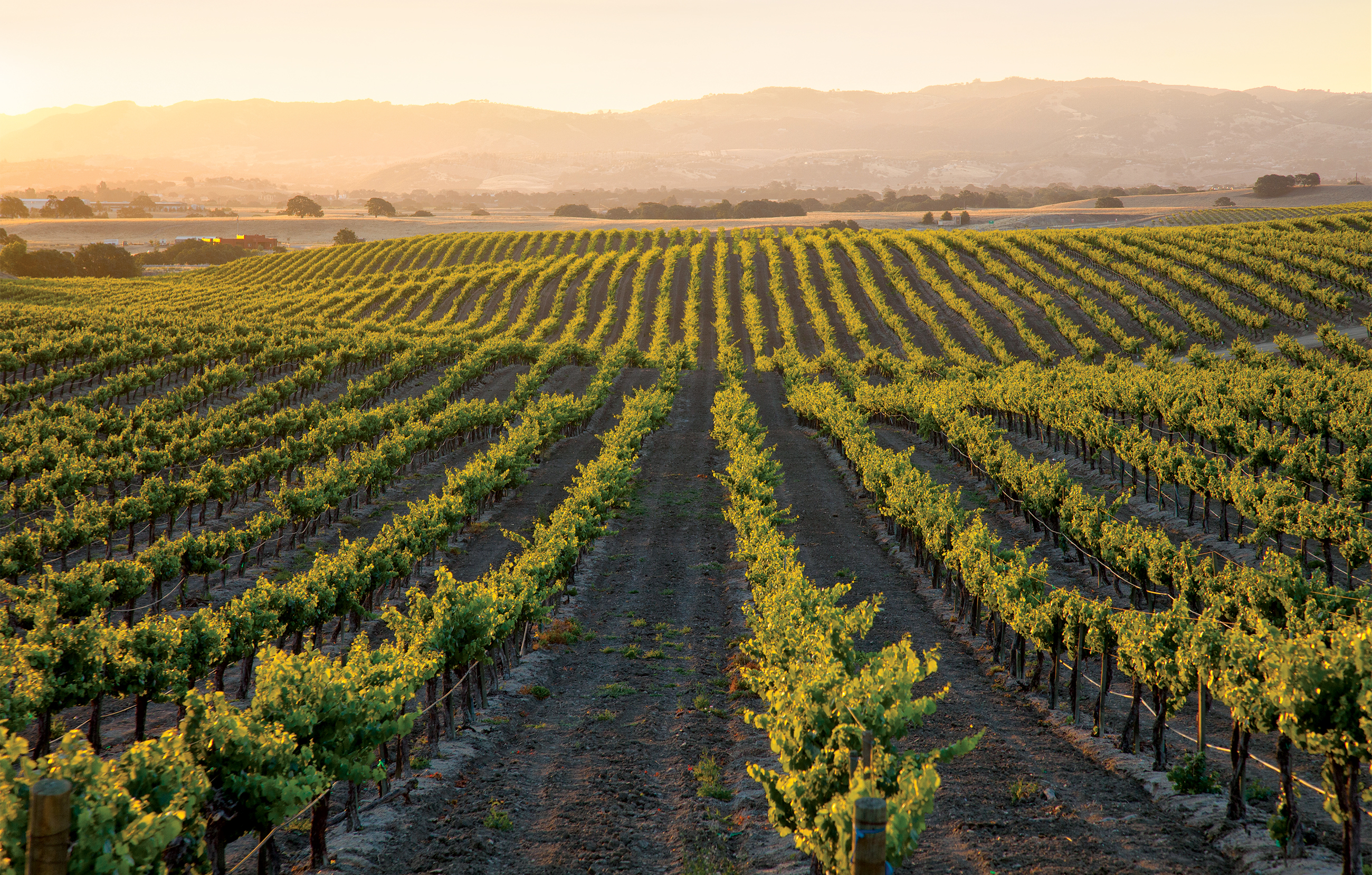 Grape row crop