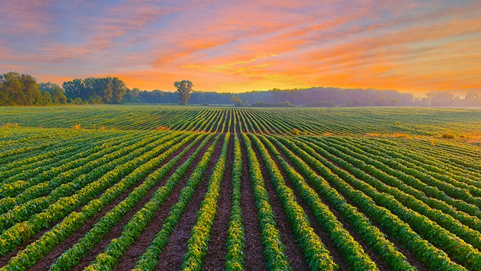 A wide soybean field with evenly spaced rows of crops stretching toward the horizon at sunrise, with warm orange and pink light in the sky and a line of trees in the distance.