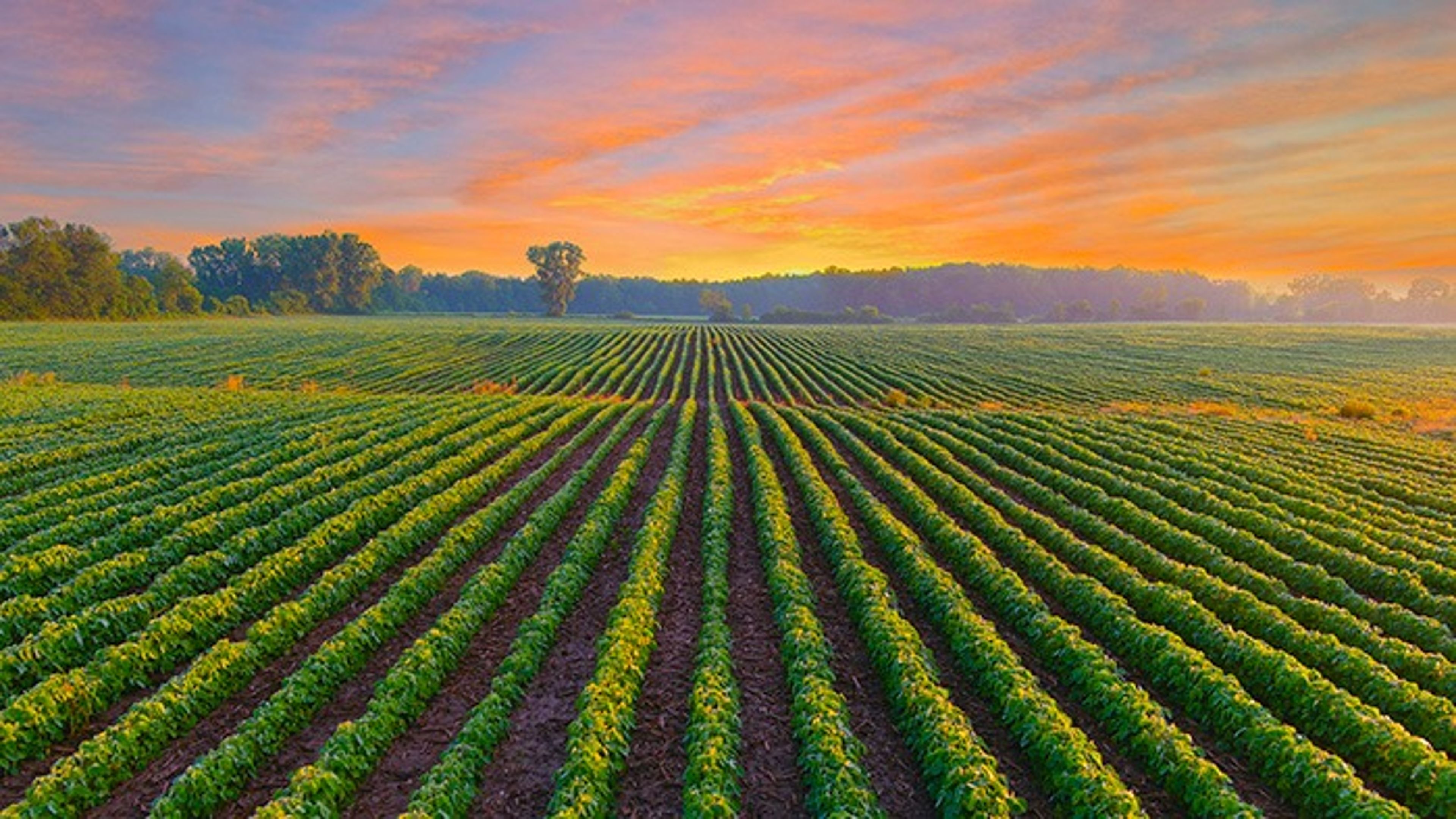A wide soybean field with evenly spaced rows of crops stretching toward the horizon at sunrise, with warm orange and pink light in the sky and a line of trees in the distance.