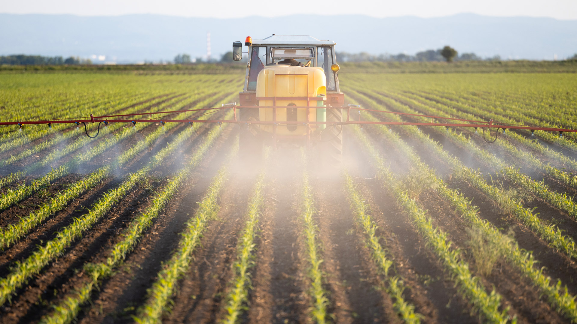 A tractor spraying crops in a large, evenly spaced field with mountains in the background. The tractor creates a mist over young plants, indicating agricultural activity focused on crop care or pest control.