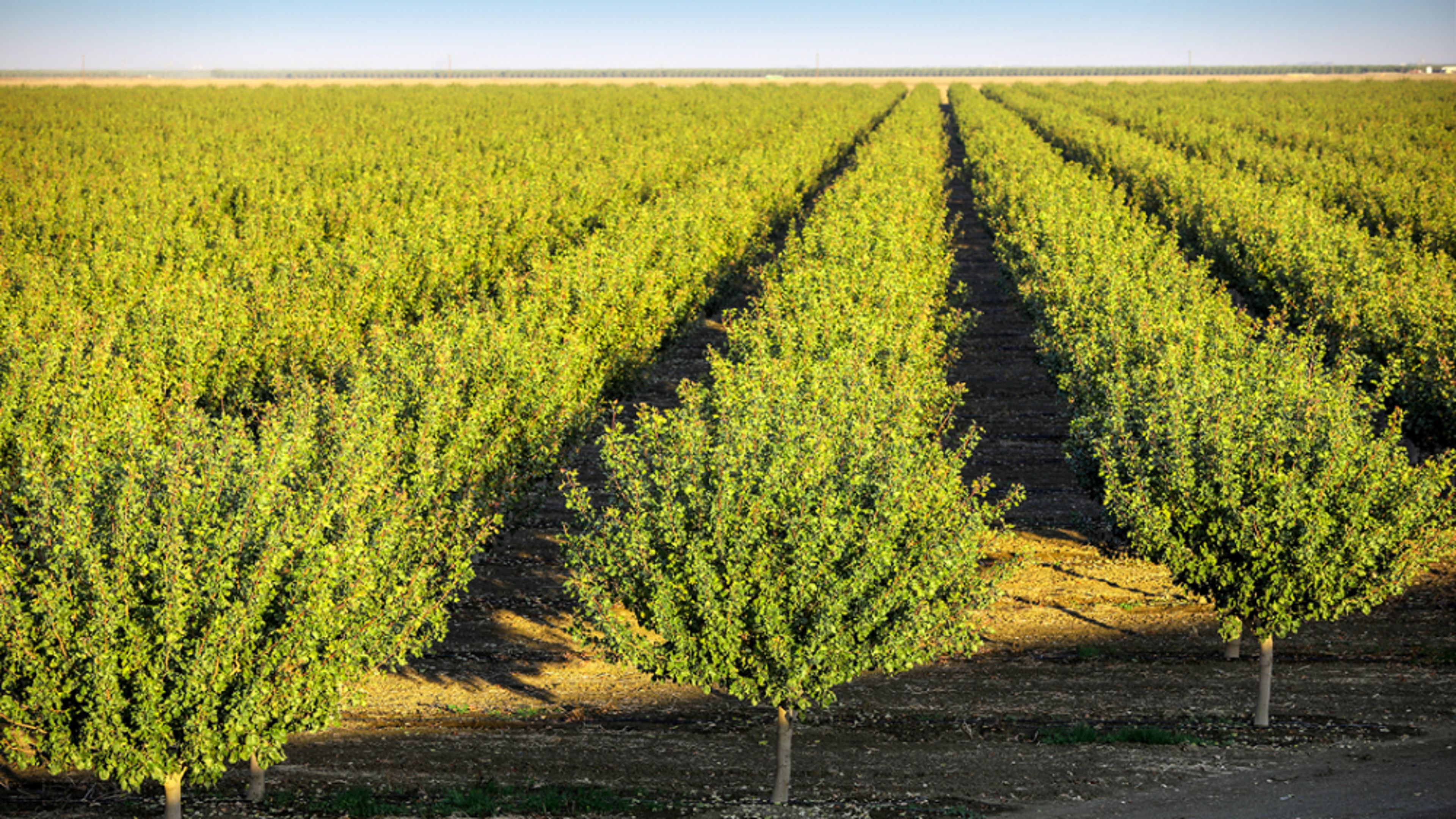 Agriculture scene of row crops