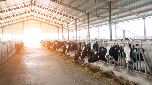 Dairy barn