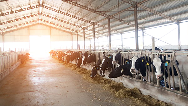 Dairy barn