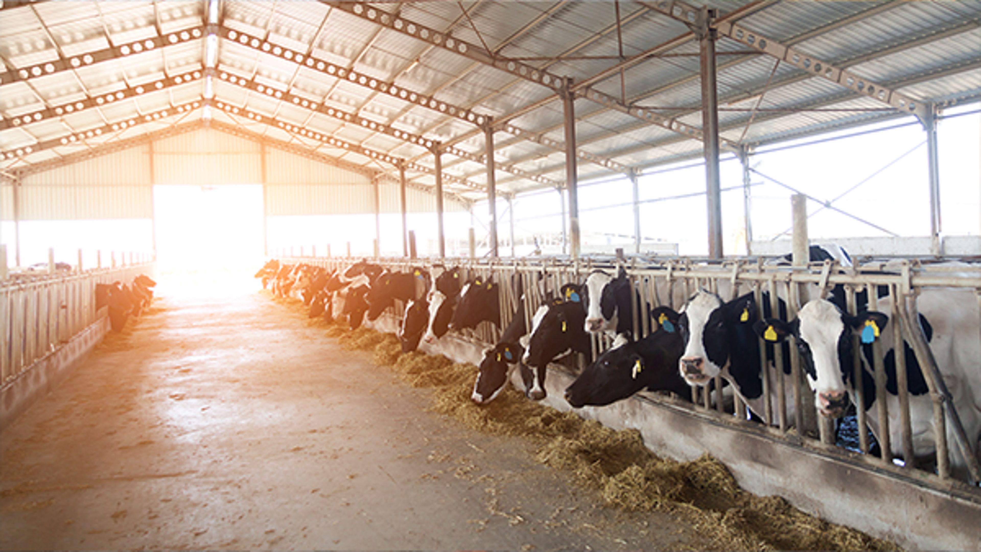 Dairy barn