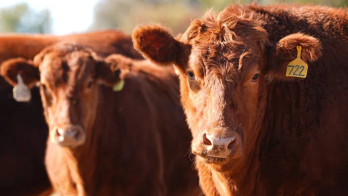 Beef cattle