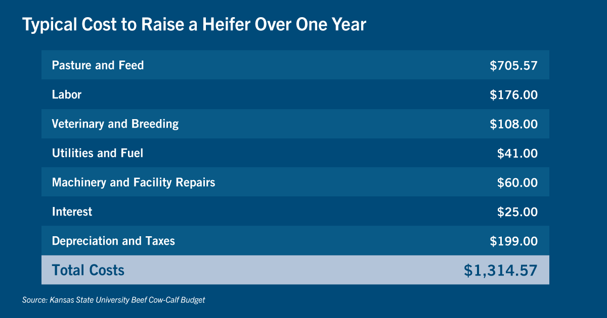 Chart: Typical cost to raise a heifer over one year