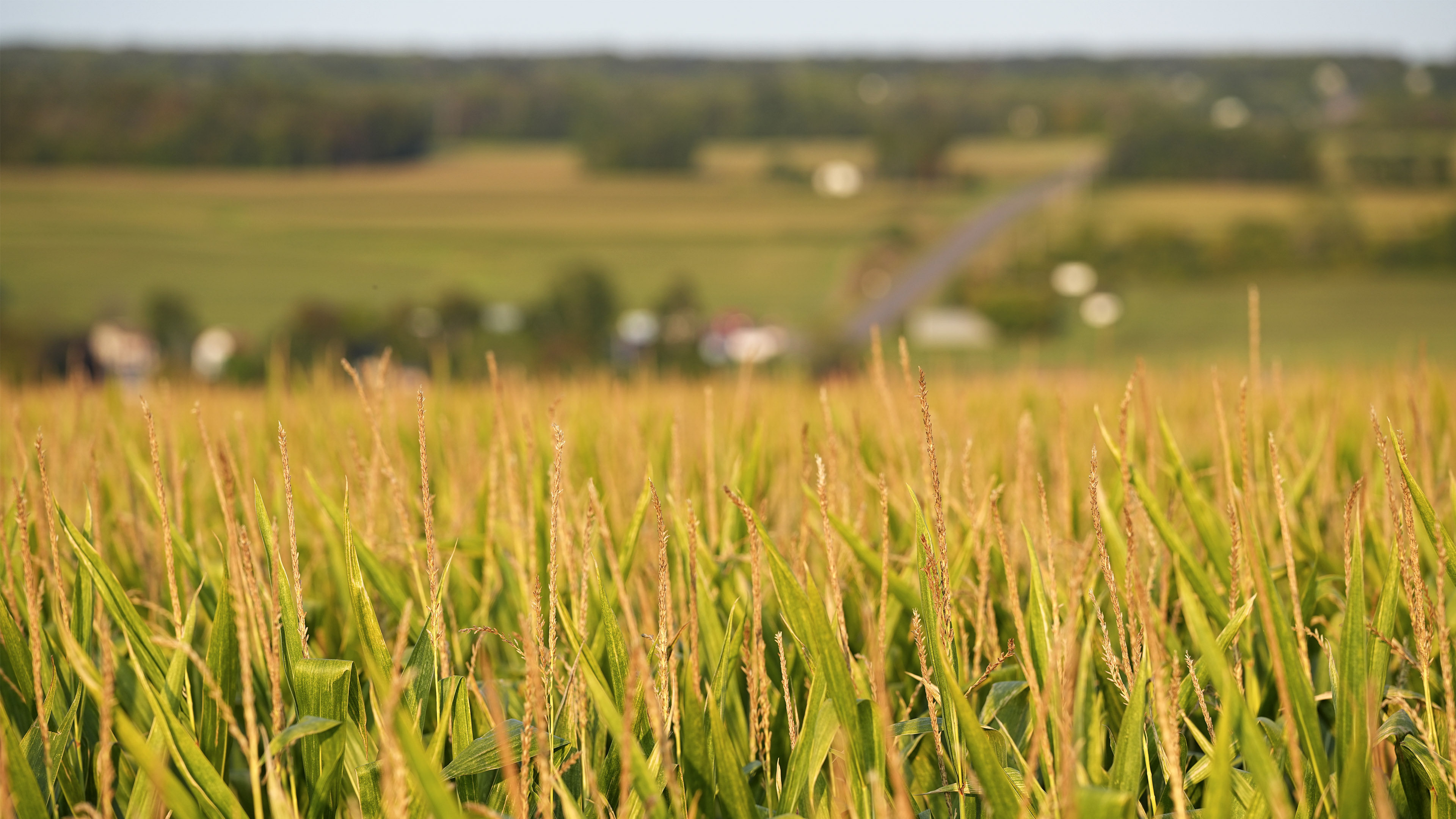 Close view of a crop field with tall green and gold plants growing in rows with a rural landscape in the distance