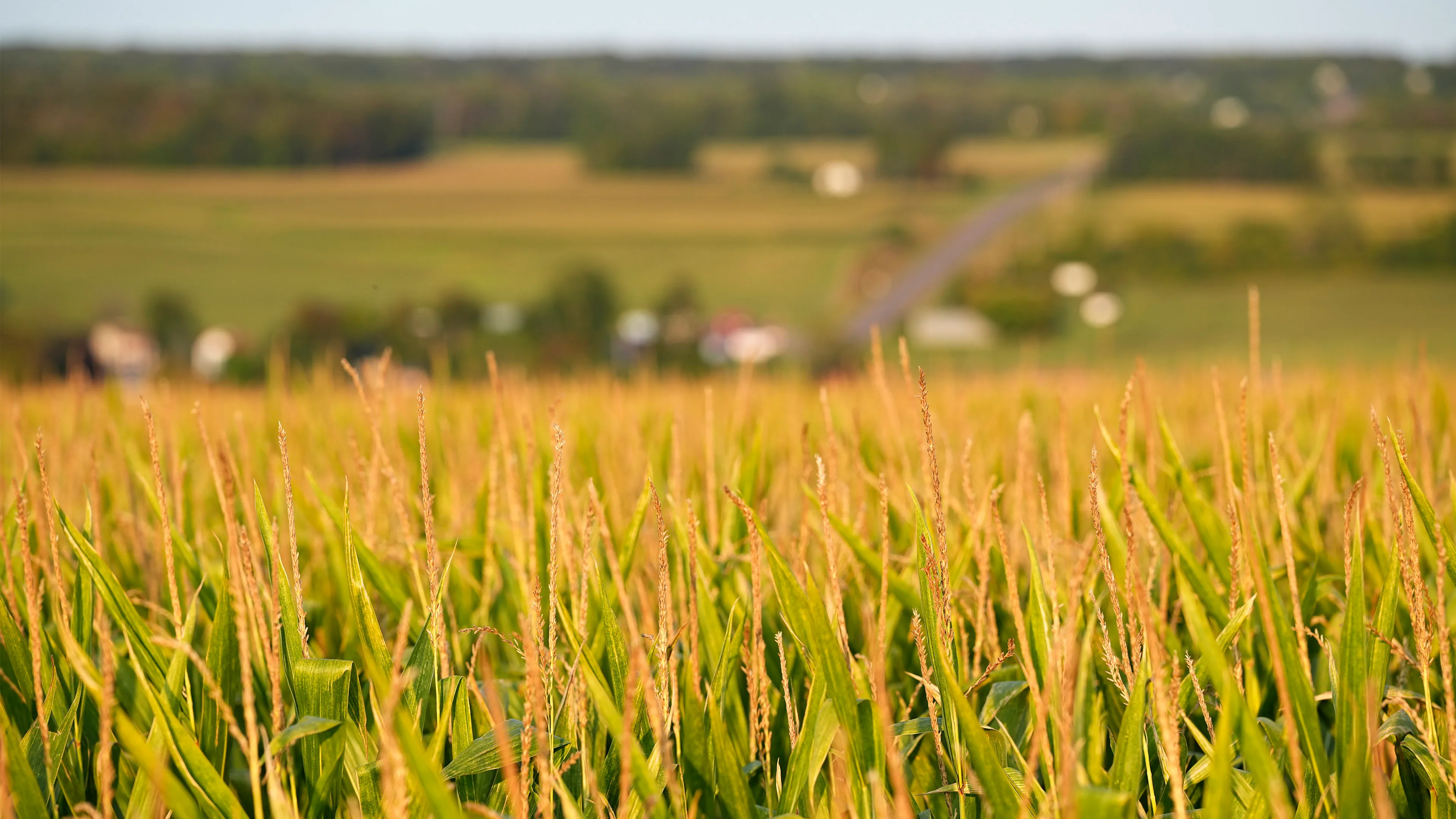 Close view of a crop field with tall green and gold plants growing in rows with a rural landscape in the distance