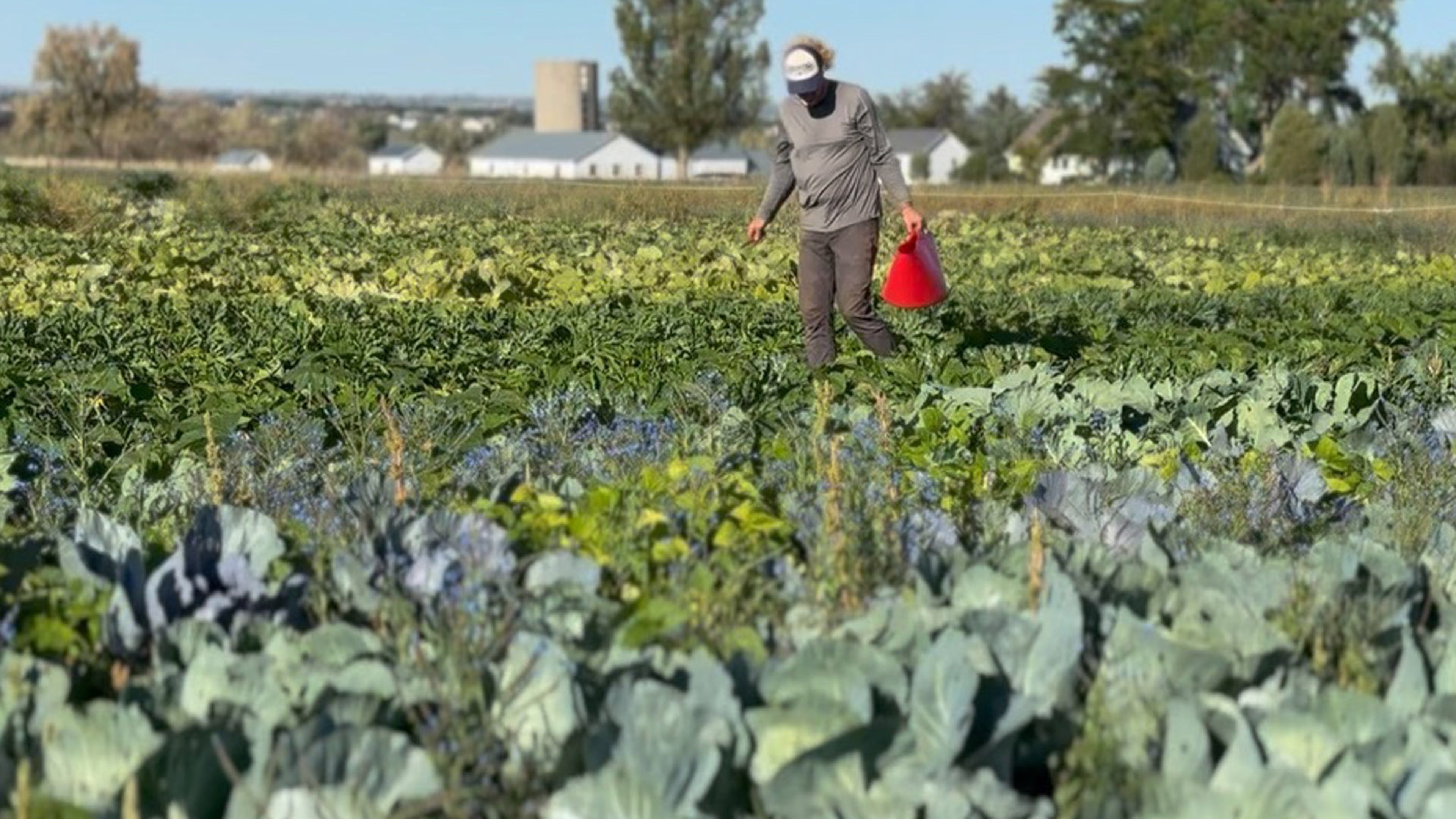An individual carrying a red bucket while walking between rows of leafy crops in a large field.