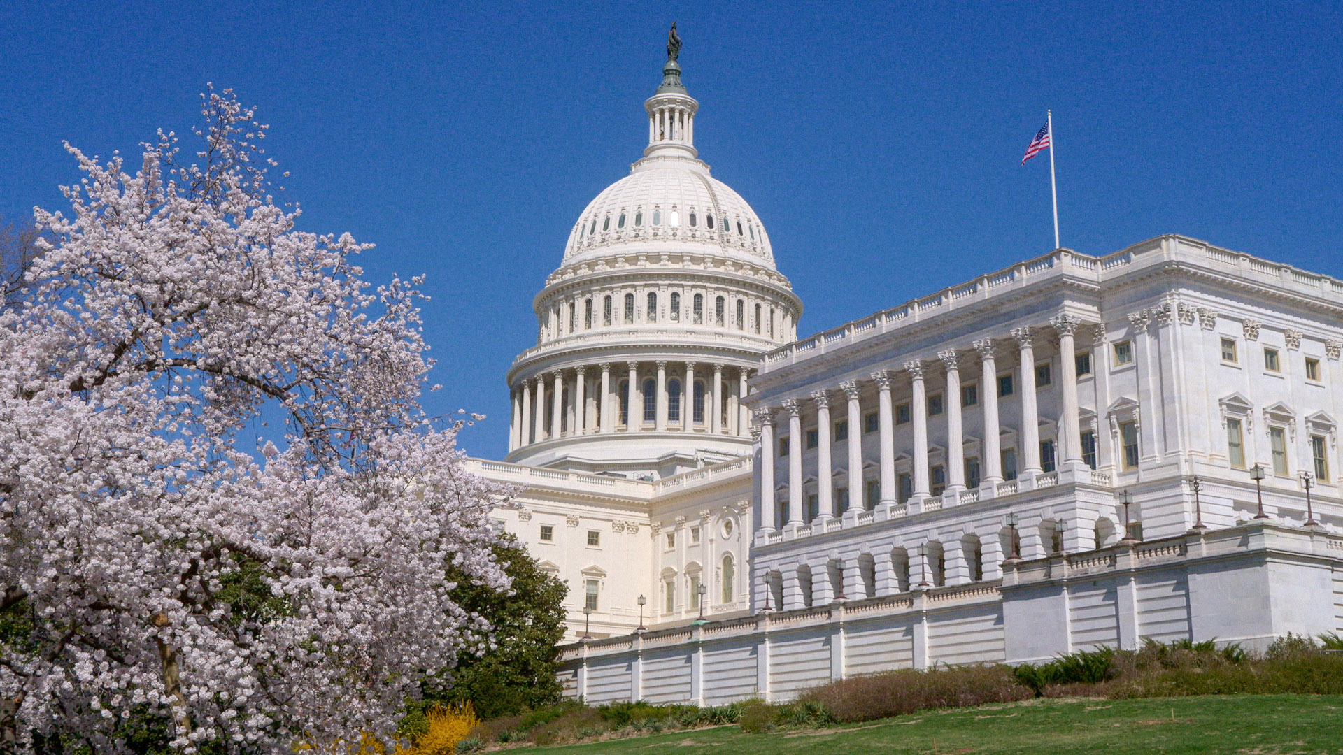 The United States Capitol building with a blooming cherry blossom tree in the foreground under a clear blue sky. The image highlights iconic neoclassical architecture and seasonal springtime scenery with vibrant white blossoms and an American flag atop the building.
