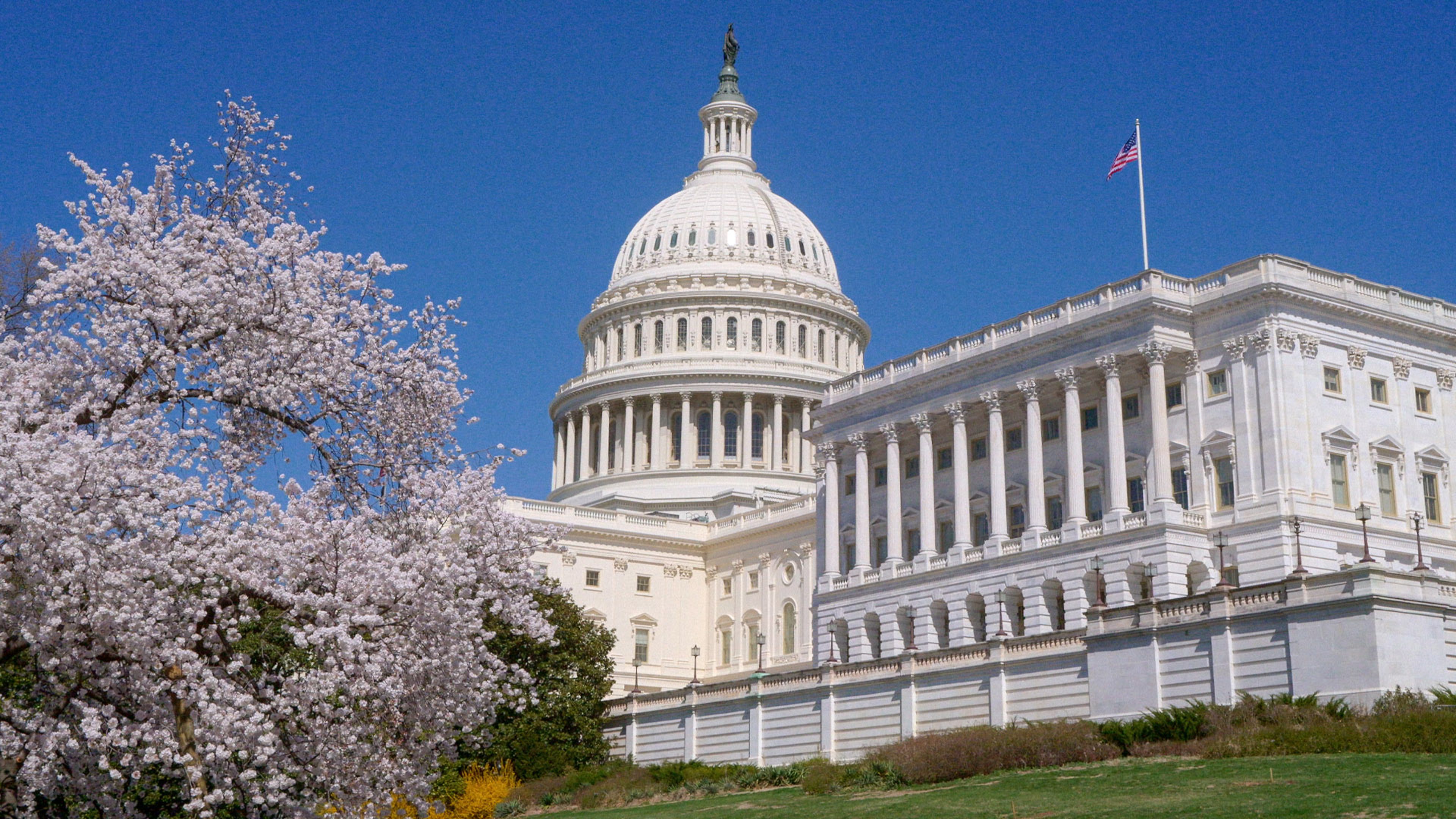 The United States Capitol building with a blooming cherry blossom tree in the foreground under a clear blue sky. The image highlights iconic neoclassical architecture and seasonal springtime scenery with vibrant white blossoms and an American flag atop the building.