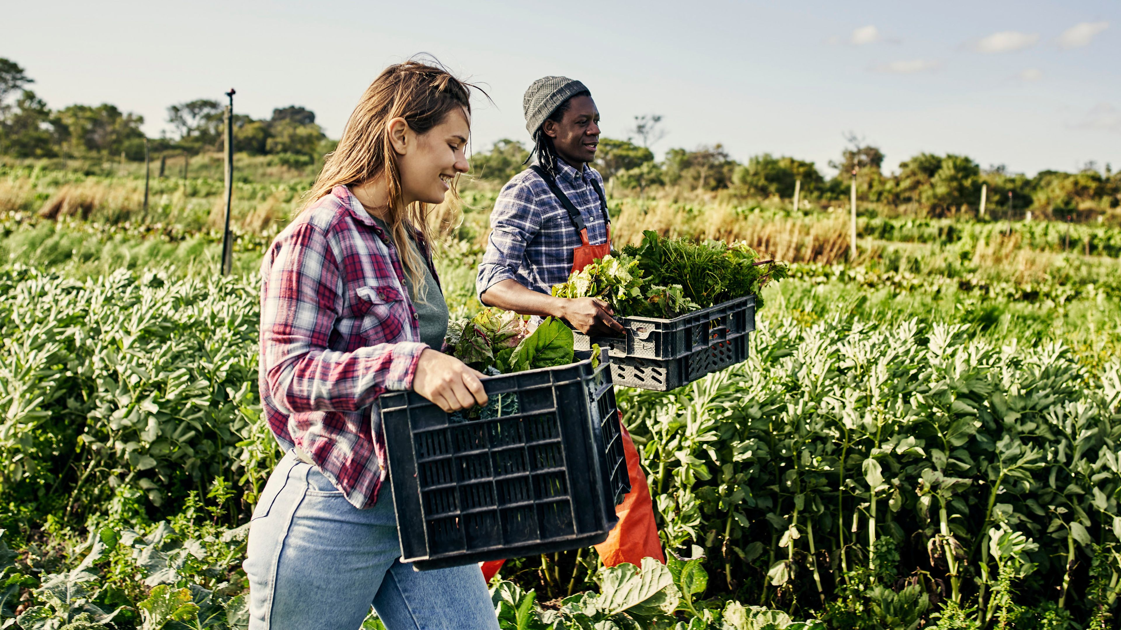 Two people outdoors in a crop field carrying harvested produce in crates with rows of crops stretching into the distance