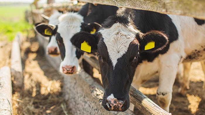 Dairy heifer inventories to shrink further before rebounding in 2027