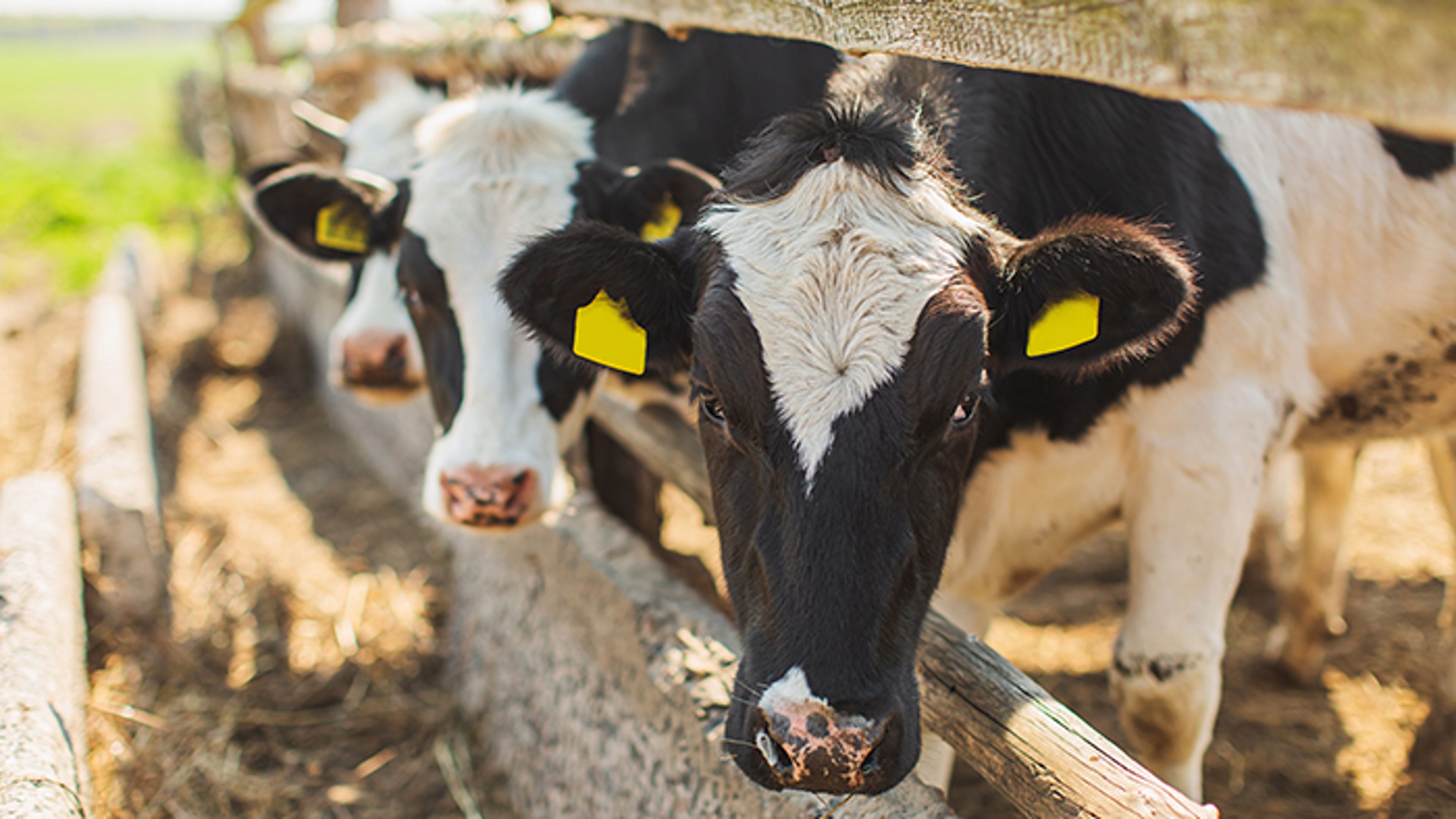 Dairy heifer inventories to shrink further before rebounding in 2027