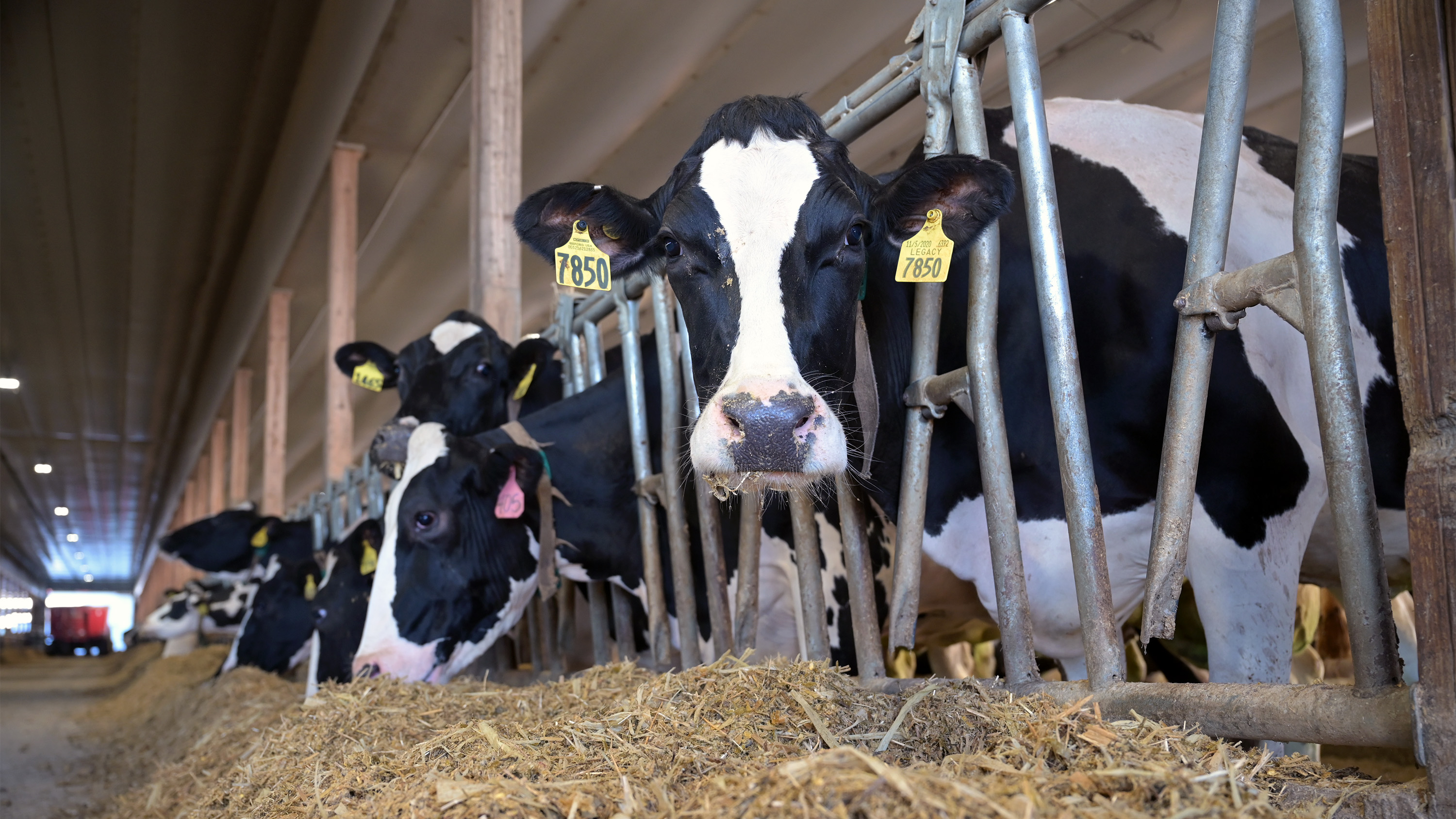 Dairy cows eating hay inside a barn