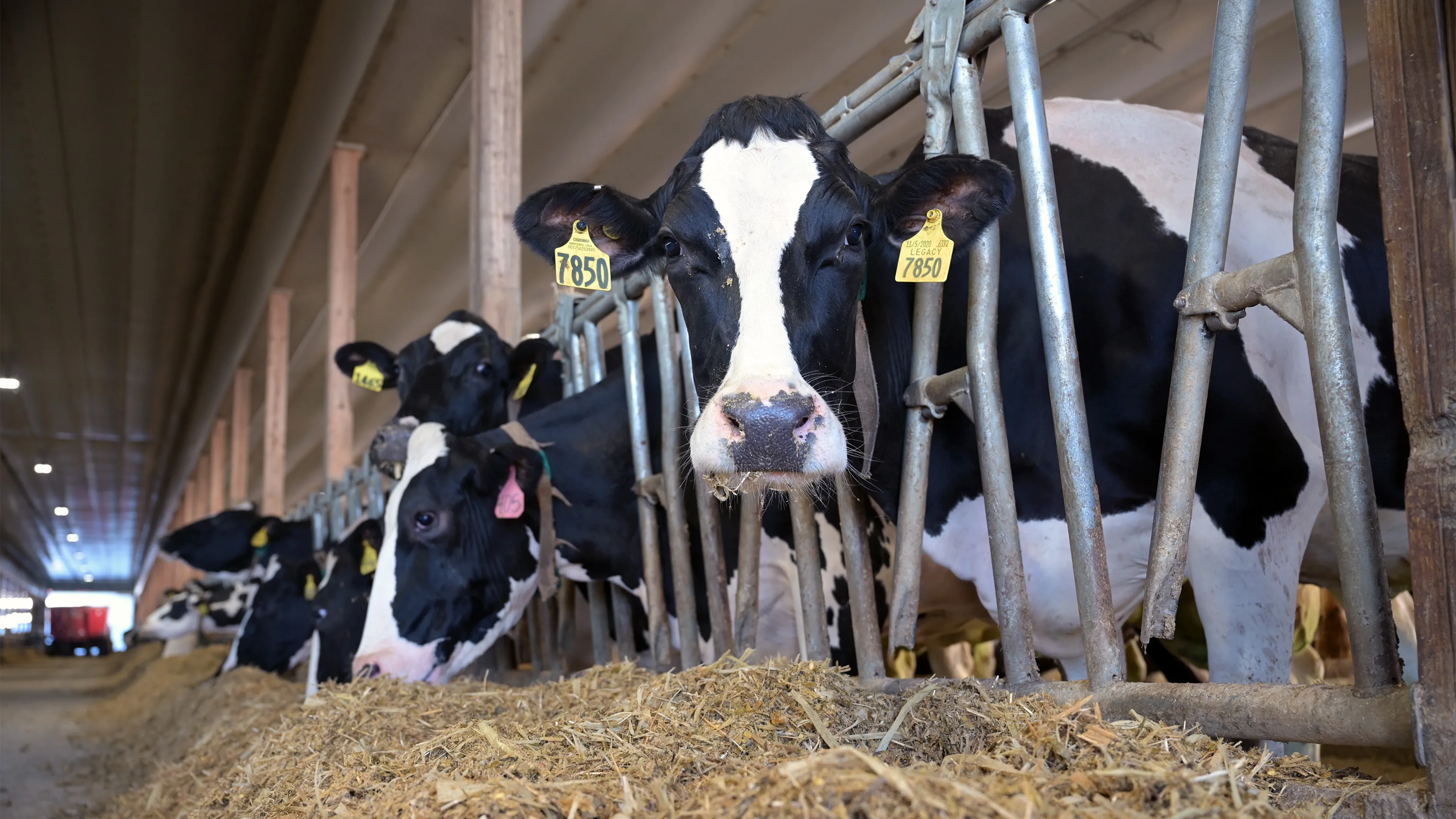 Dairy cows eating hay inside a barn