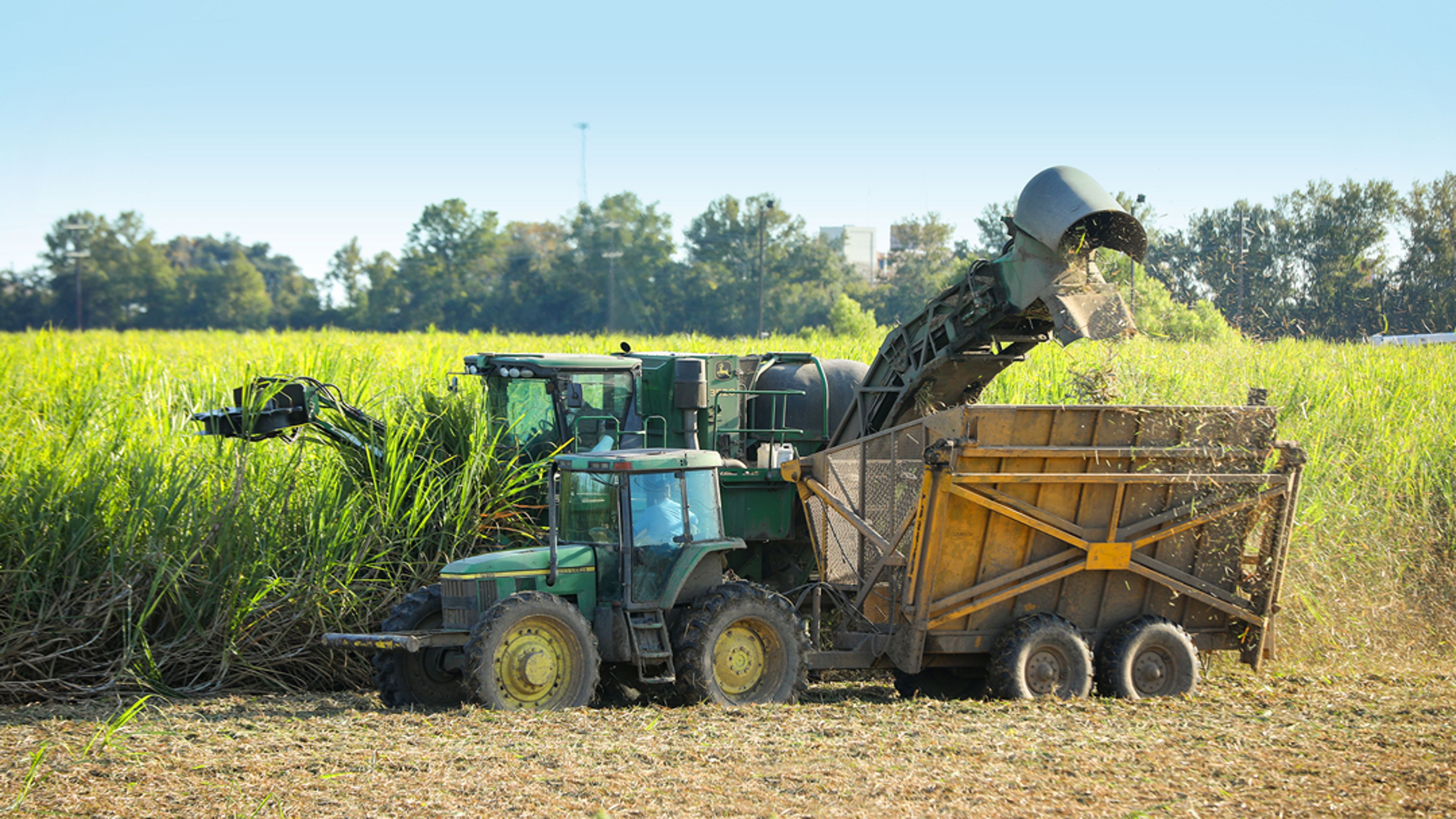 Sugar cane field