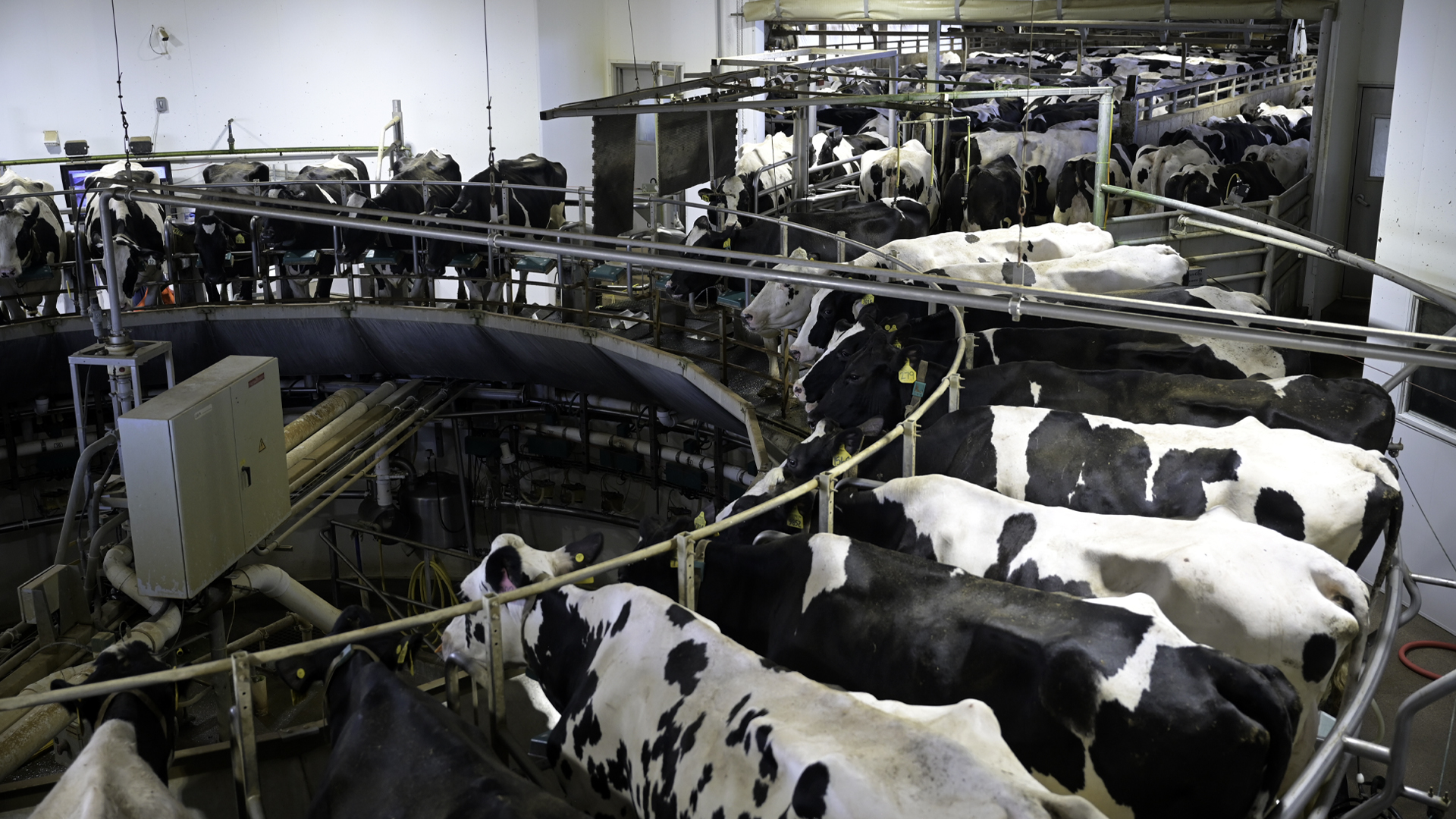 Holstein dairy cows stand in a rotary milking parlor, moving through a circular automated system inside a commercial dairy facility.