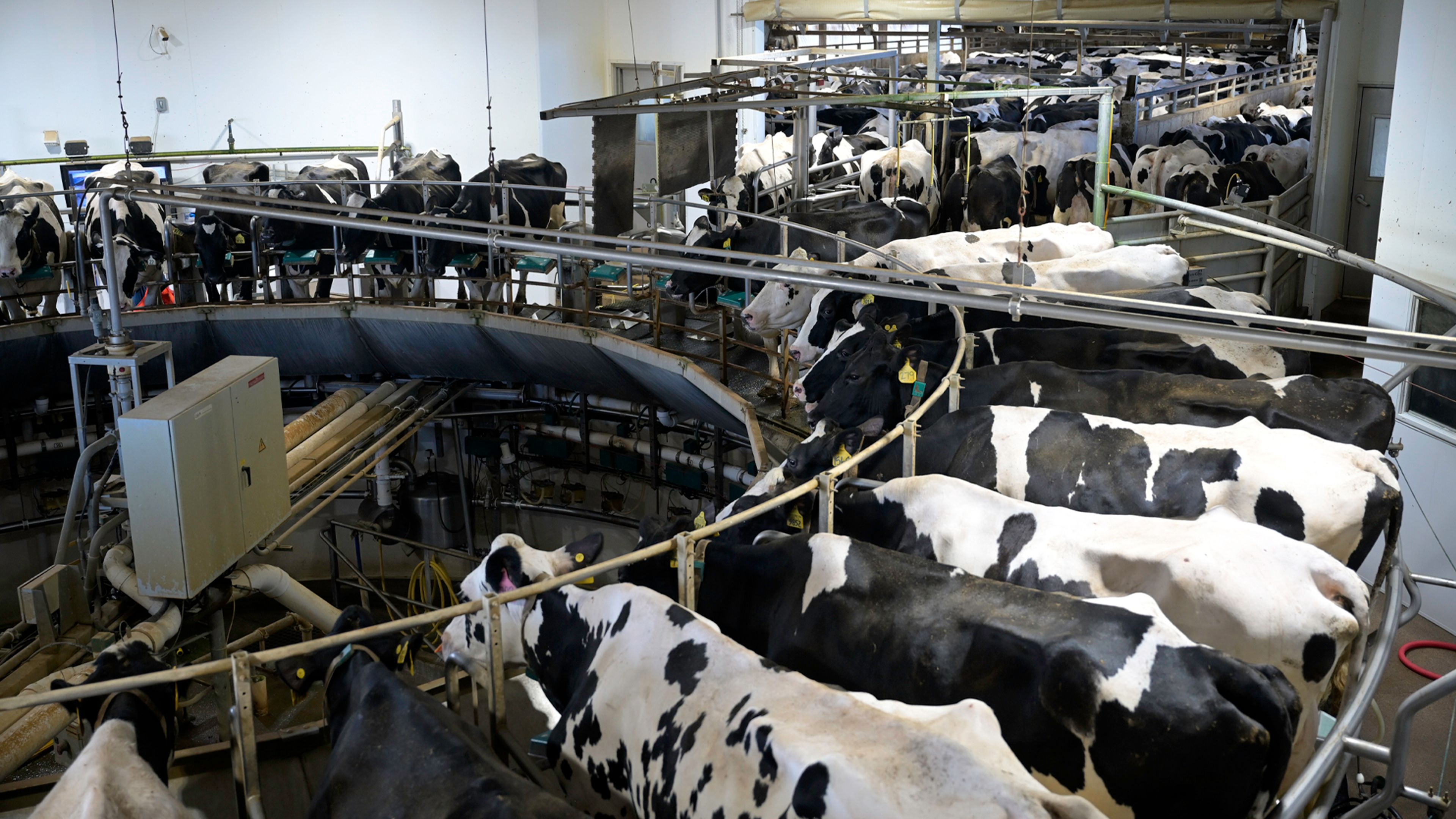 Holstein dairy cows stand in a rotary milking parlor, moving through a circular automated system inside a commercial dairy facility.
