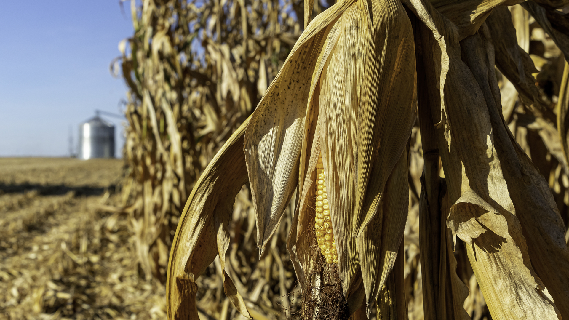 Close-up of a mature ear of corn drying on the stalk in a harvested cornfield, with a grain storage bin visible in the distance under a clear blue sky.