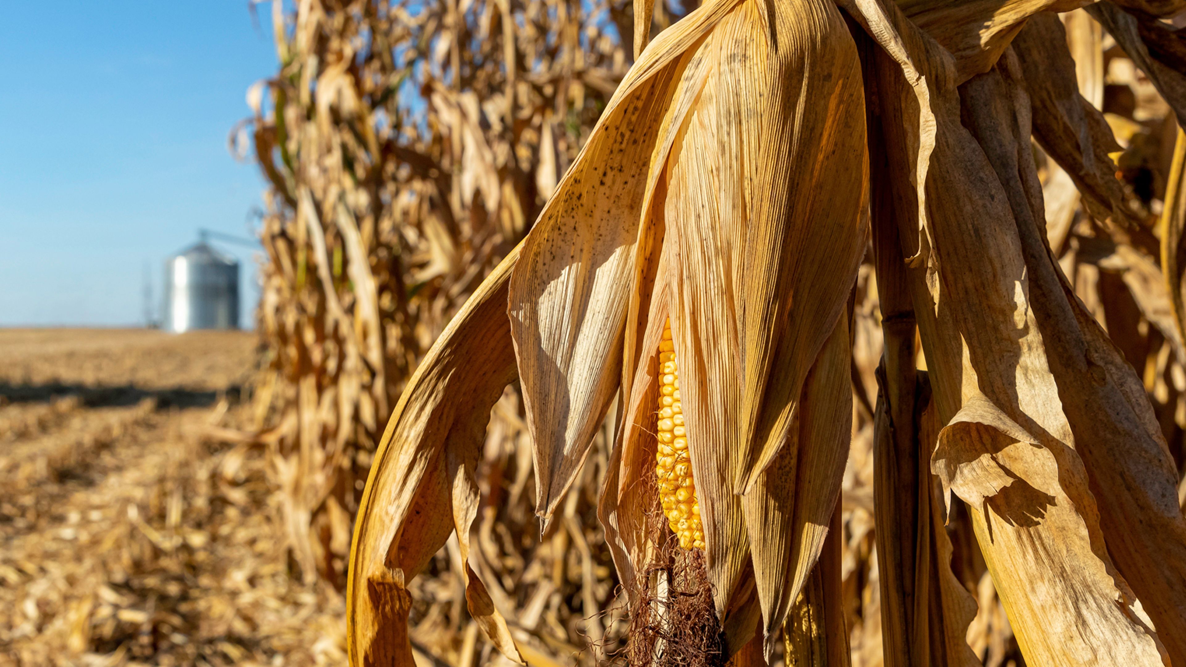 Close-up of a mature ear of corn drying on the stalk in a harvested cornfield, with a grain storage bin visible in the distance under a clear blue sky.