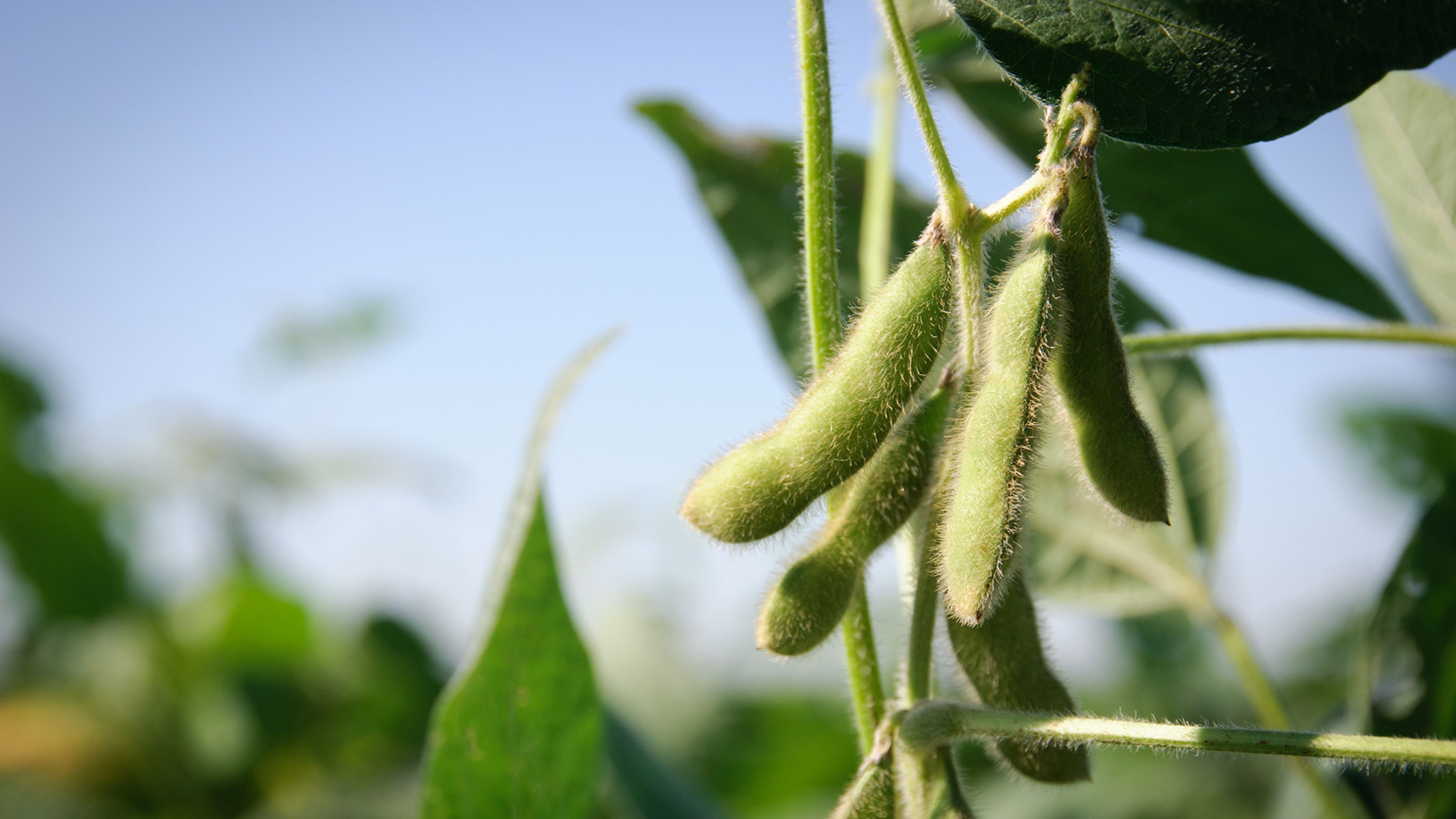 Close-up of soybeans