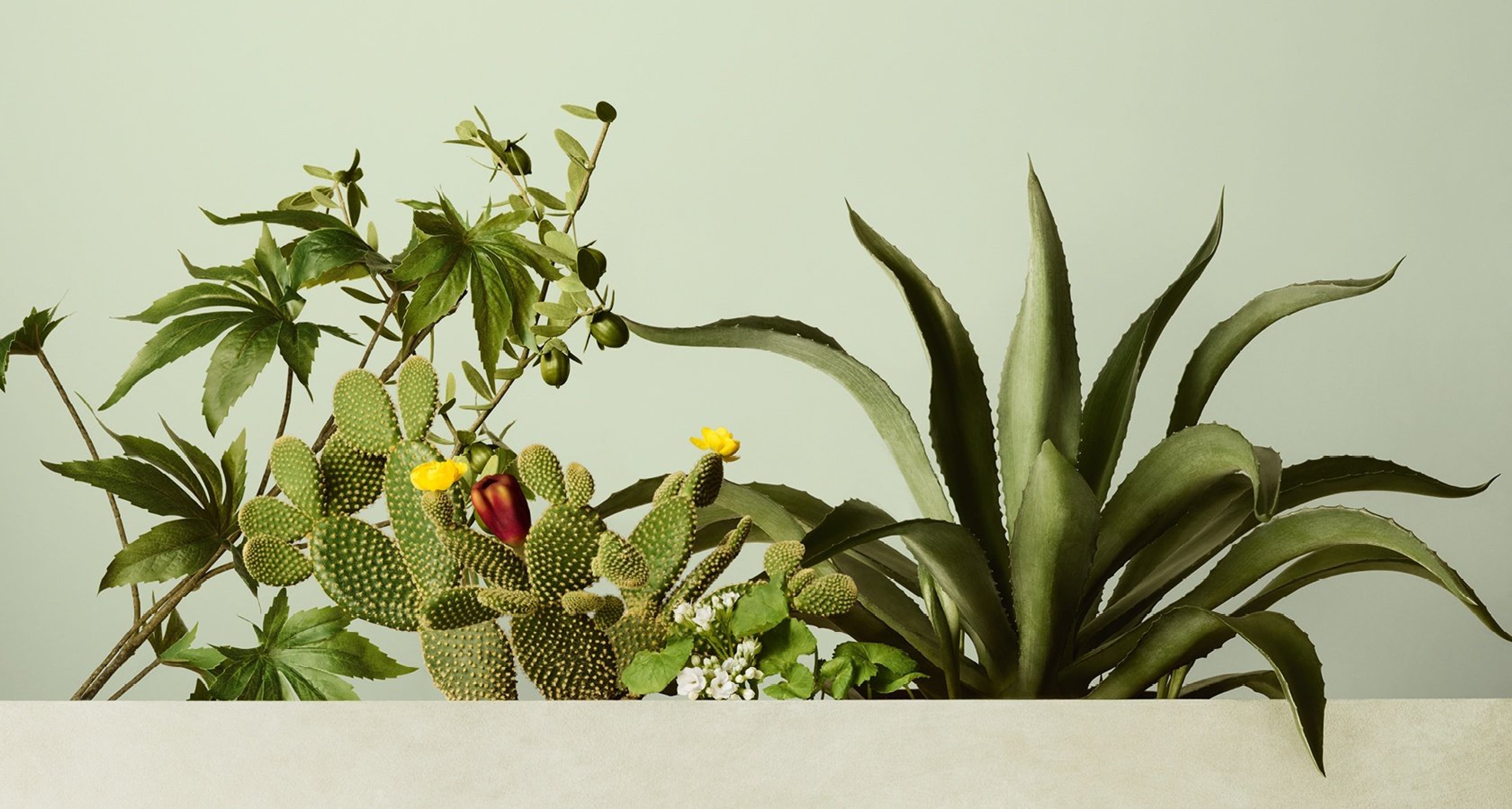 A variety of potted houseplants arranged on a surface against a light green background