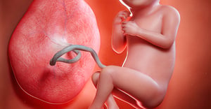 The placenta a remarkable organ