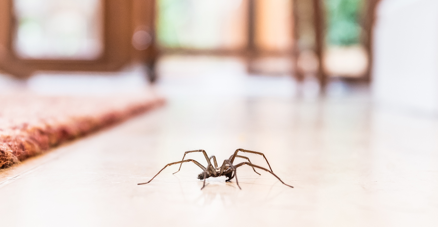 Keeping spiders and insects out of your home