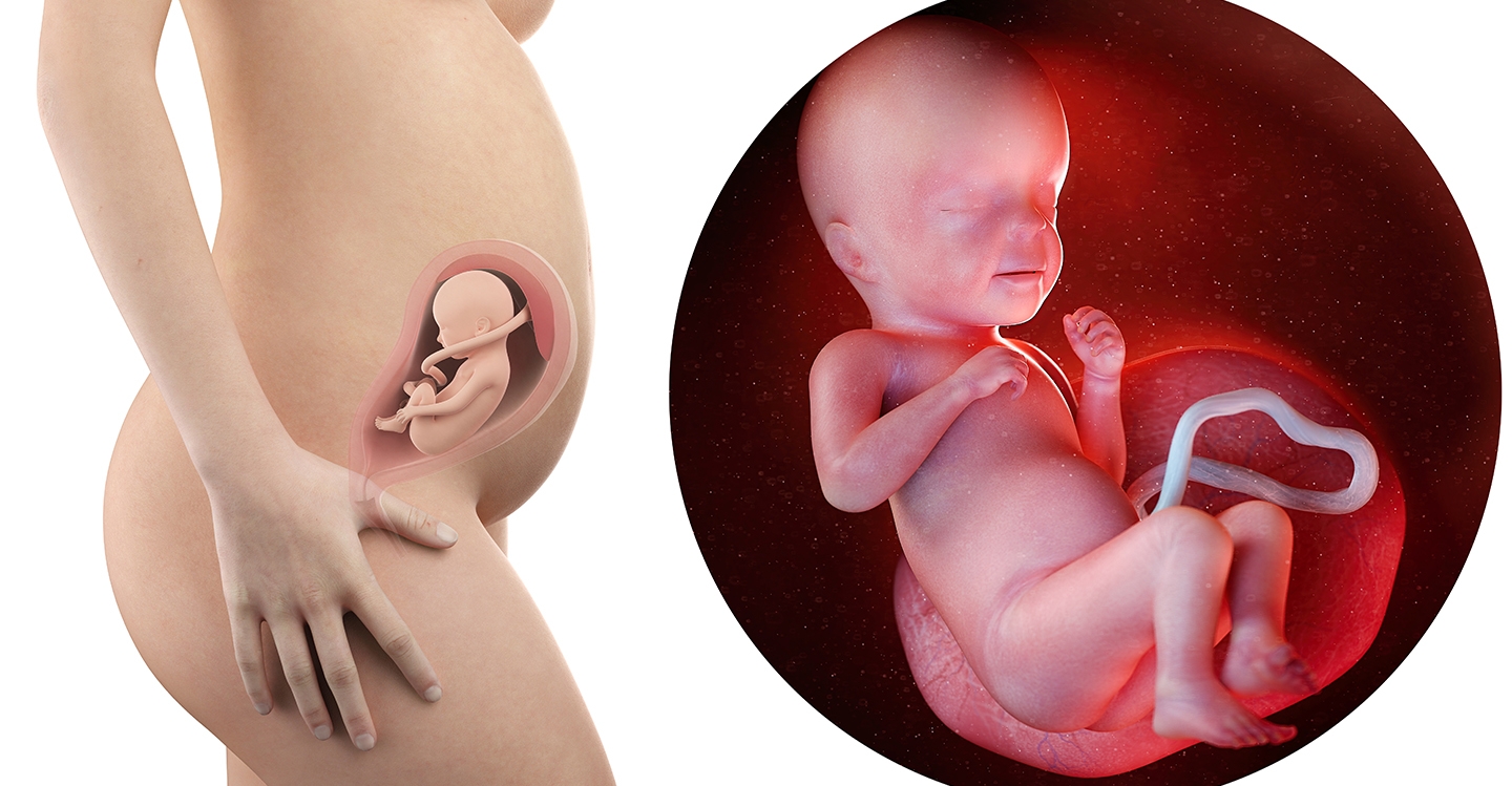 Week 26 Baby Bunting AU