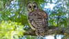 Barred Owl in a tree at Lettuce Lake Conservation Park