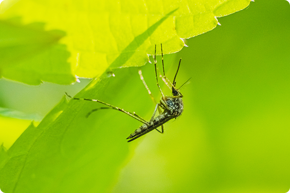 mosquito on a leaf image