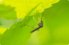mosquito_operations.png