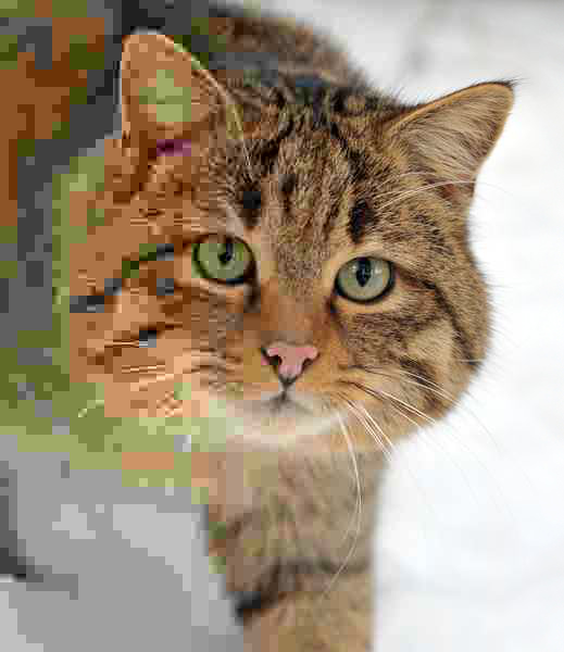 Cat photo at decreasing JPEG quality, illustrating the quantization trade-off between size and detail