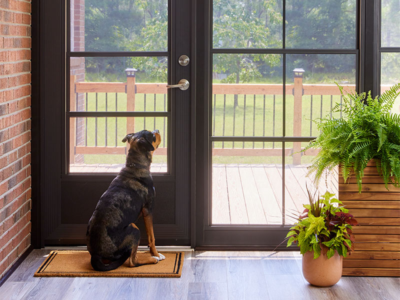 a dog sits by a vertical sliding window