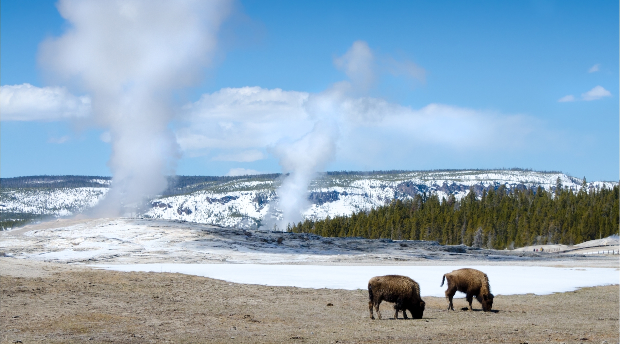 View of geysers and buffalo in a valley in Wyoming