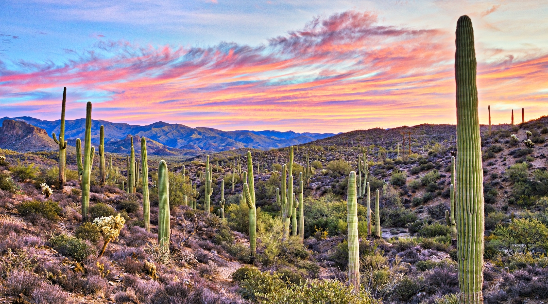 Desert landscape with cactus in Arizona