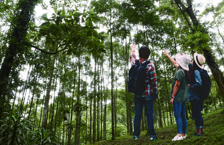 Forest_Research_Institute_Malaysia_(FRIM)_Kepong.jpg