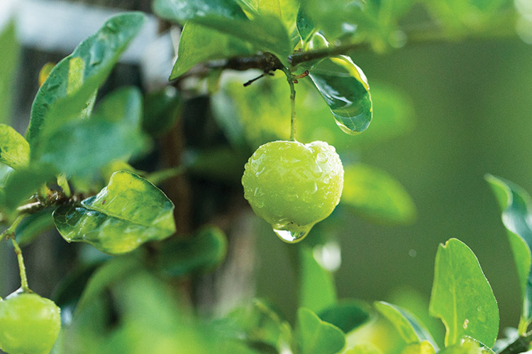 Acerola Cherries