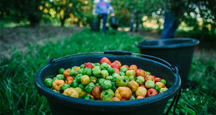 Every Nutrilite farm is carefully managed to produce the highest quality ingredients.jpg