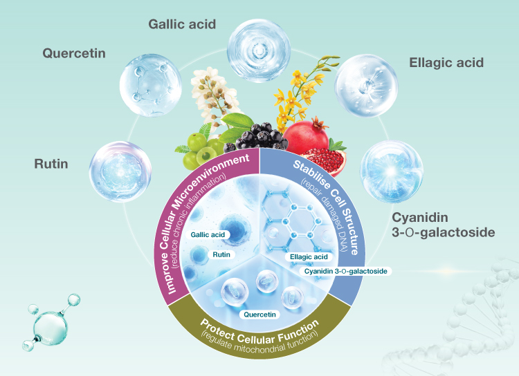 Cellular Regeneration For Healthy Aging: How Nourishing Your Cells Can ...