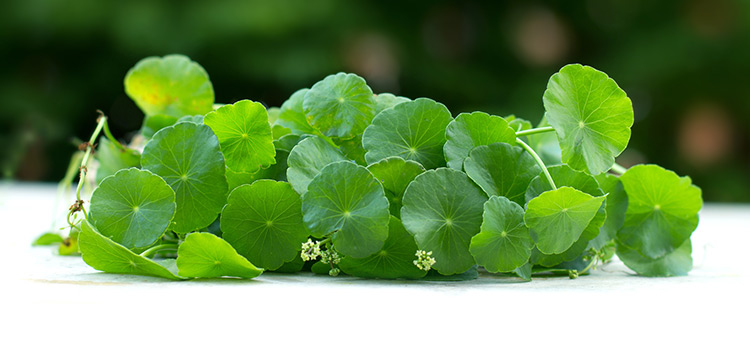 Centella Asiatica Plant