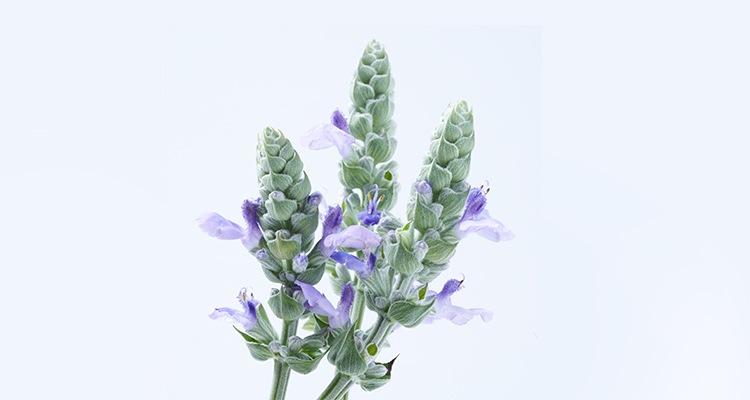 White Chia Flower