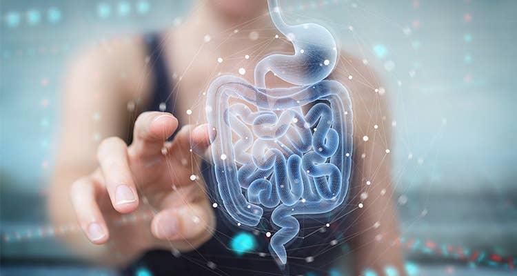 What Is The Gut Microbiome? 