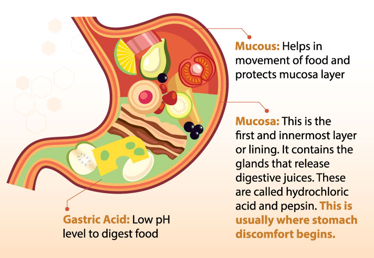 Learn about your stomach (EN).jpg