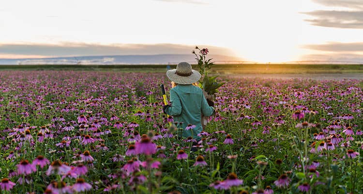 Nutrilite Farming Practices: Cultivating Health and Sustainability 